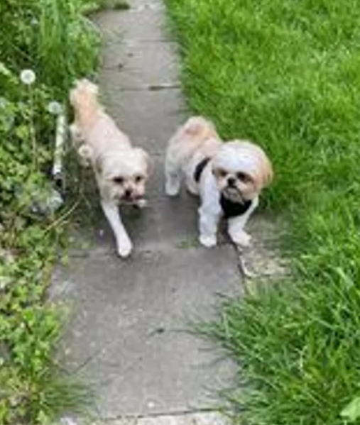 Cuccioli di Shih Tzu di razza pura in adozione | Foto 3