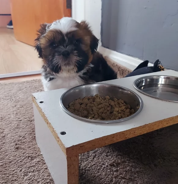 Cuccioli di Shih Tzu di razza pura in adozione | Foto 4