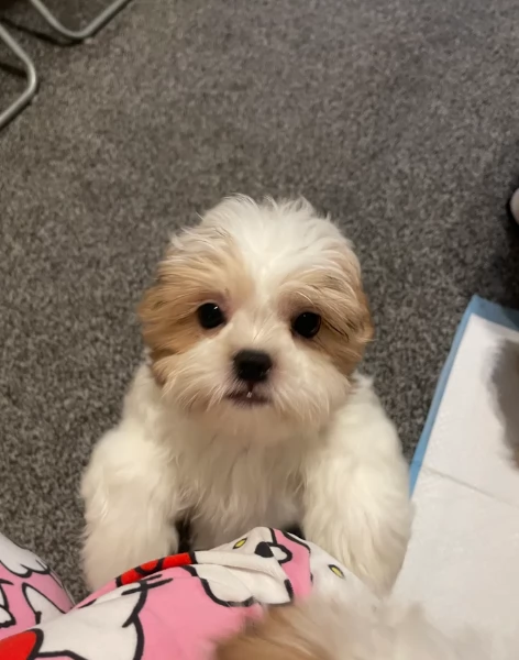 Cuccioli di Shih Tzu di razza pura in adozione | Foto 3