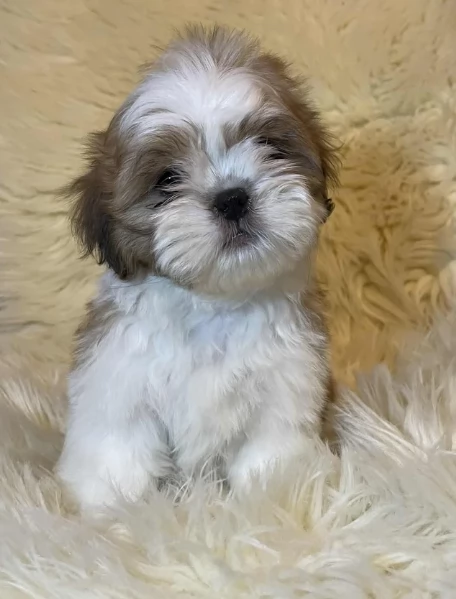 Cuccioli di Shih Tzu di razza pura in adozione | Foto 0