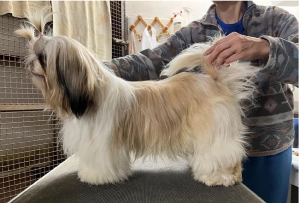 Cuccioli di Shih Tzu di razza pura in adozione | Foto 4