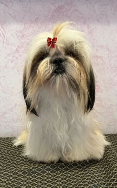 Cuccioli di Shih Tzu di razza pura in adozione | Foto 3