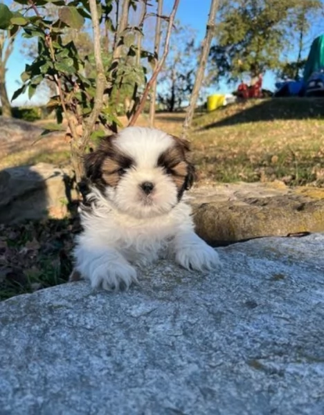 Cuccioli di Shih Tzu di razza pura in adozione | Foto 5