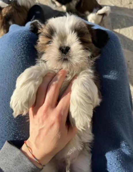 Cuccioli di Shih Tzu di razza pura in adozione | Foto 3