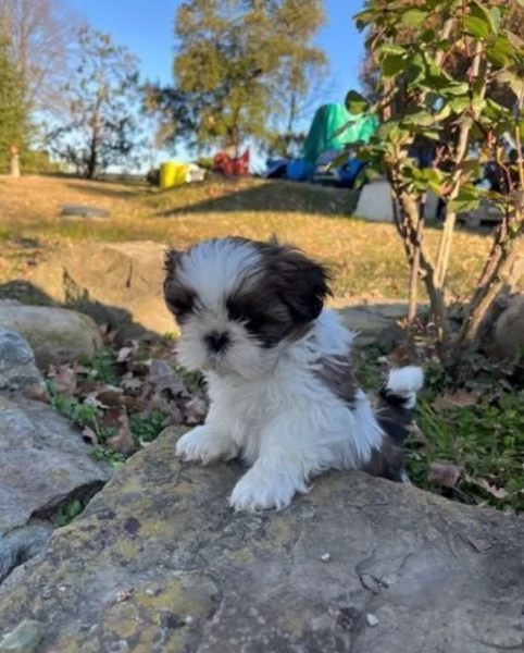 Cuccioli di Shih Tzu di razza pura in adozione | Foto 0