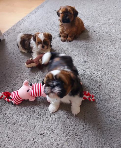 Cuccioli di Shih Tzu di razza pura in adozione | Foto 0