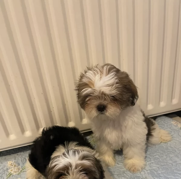 Cuccioli di Shih Tzu di razza pura in adozione | Foto 2