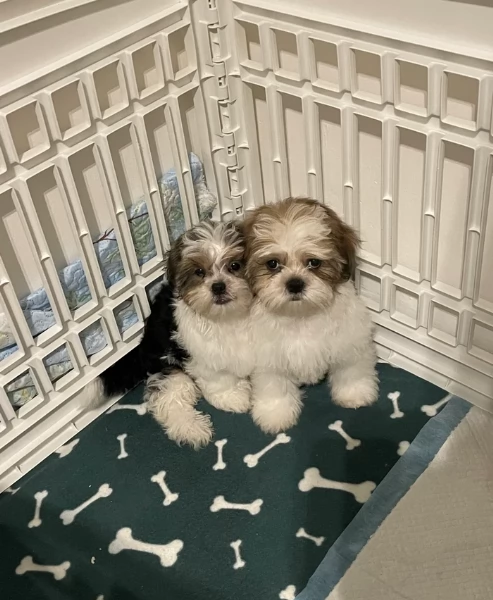 Cuccioli di Shih Tzu di razza pura in adozione | Foto 0