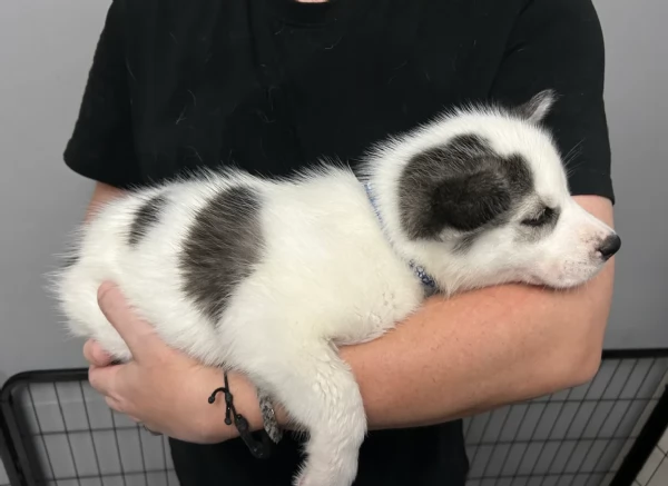 Cuccioli di husky di alta qualitagrave disponibili per ladozione | Foto 5