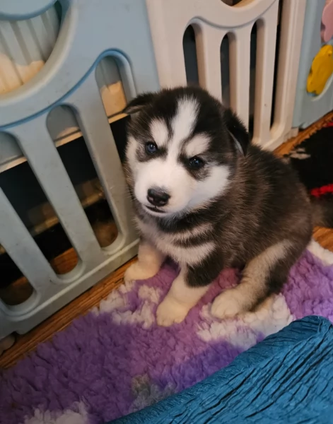 Cuccioli di husky di alta qualitagrave disponibili per ladozione | Foto 4