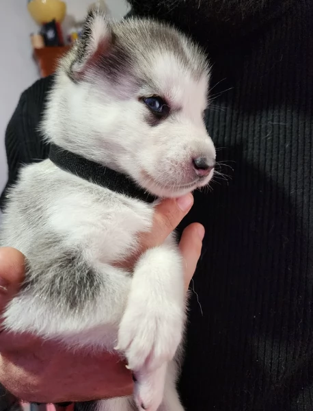 Cuccioli di husky di alta qualitagrave disponibili per ladozione | Foto 2