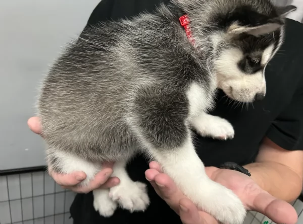 disponibili per ladozione cuccioli di Husky di alta qualitagrave | Foto 6