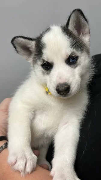 disponibili per ladozione cuccioli di Husky di alta qualitagrave | Foto 3