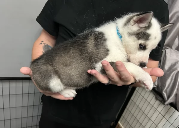 disponibili per ladozione cuccioli di Husky di alta qualitagrave | Foto 2