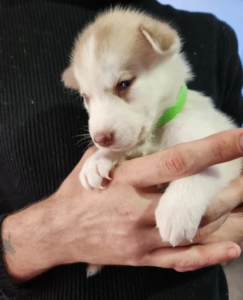 disponibili per ladozione cuccioli di Husky di alta qualitagrave