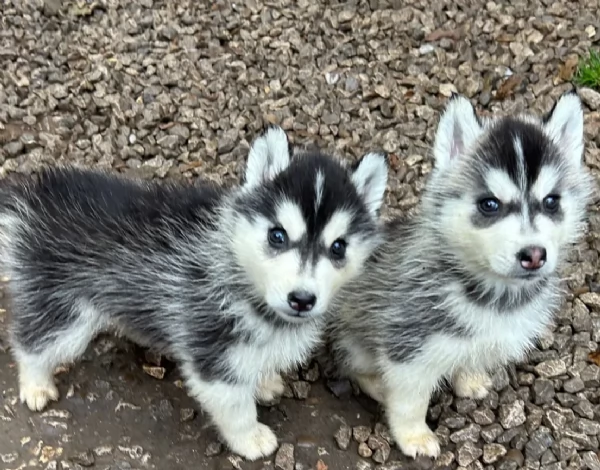 disponibili per ladozione cuccioli di Husky di alta qualitagrave | Foto 2