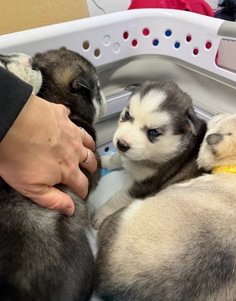 disponibili per ladozione cuccioli di Husky di alta qualitagrave | Foto 4