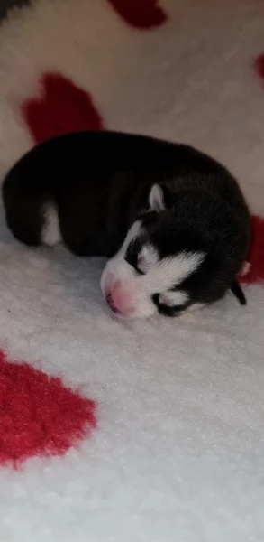 disponibili per ladozione cuccioli di Husky di alta qualitagrave | Foto 1