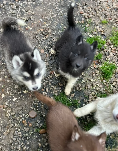 disponibili per ladozione cuccioli di Husky di alta qualitagrave