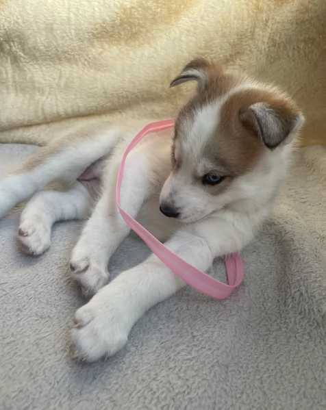 disponibili per ladozione cuccioli di Husky di alta qualitagrave | Foto 0