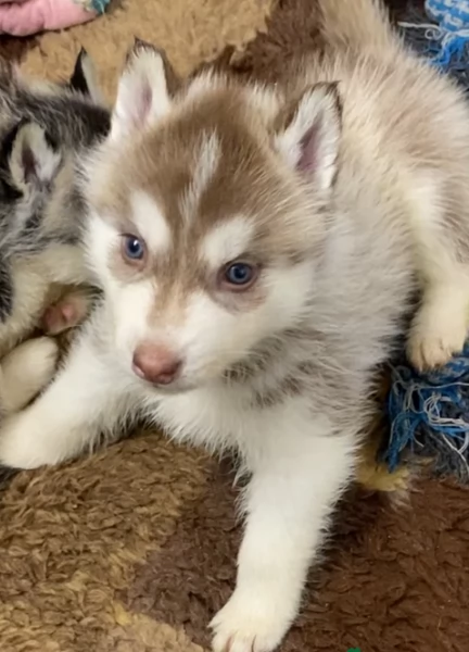 disponibili per ladozione cuccioli di Husky di alta qualitagrave