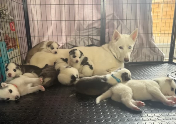 disponibili per ladozione cuccioli di Husky di alta qualitagrave | Foto 4
