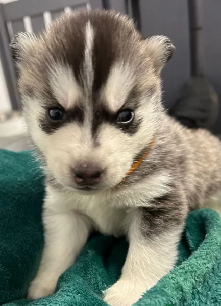 disponibili per ladozione cuccioli di Husky di alta qualitagrave | Foto 3