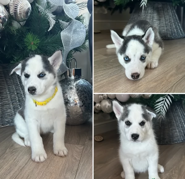 disponibili per ladozione cuccioli di Husky di alta qualitagrave | Foto 2