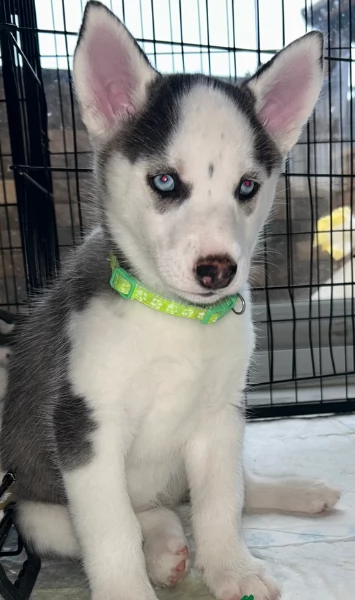 disponibili per ladozione cuccioli di Husky di alta qualitagrave | Foto 1