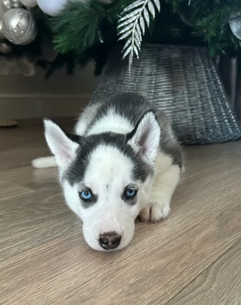 disponibili per ladozione cuccioli di Husky di alta qualitagrave | Foto 0