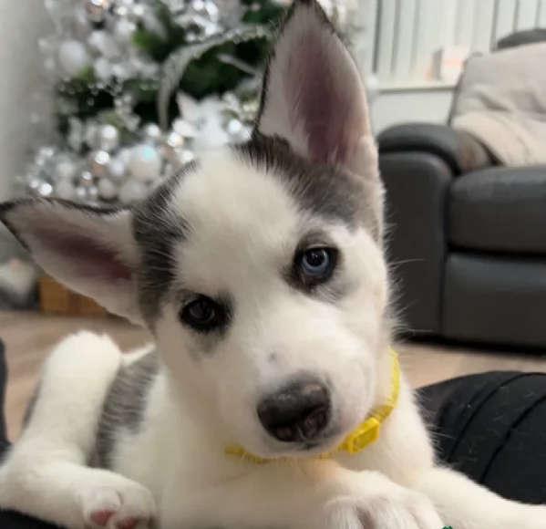 disponibili per ladozione cuccioli di Husky di alta qualitagrave | Foto 0