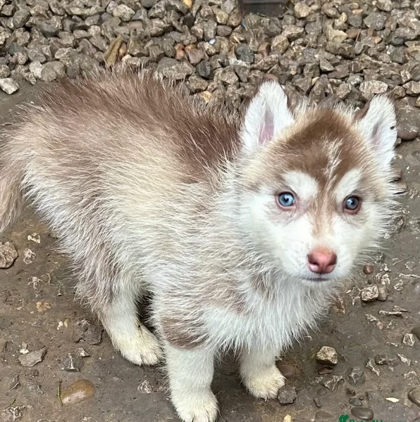 disponibili per ladozione cuccioli di Husky di alta qualitagrave | Foto 6