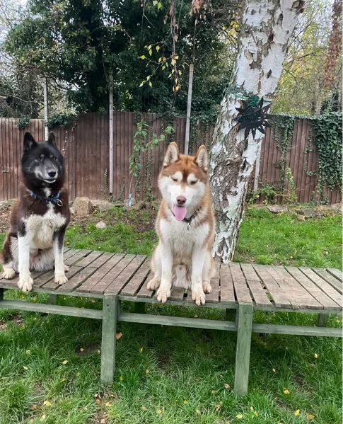 disponibili per ladozione cuccioli di Husky di alta qualitagrave | Foto 2