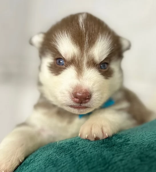 disponibili per ladozione cuccioli di Husky di alta qualitagrave | Foto 3