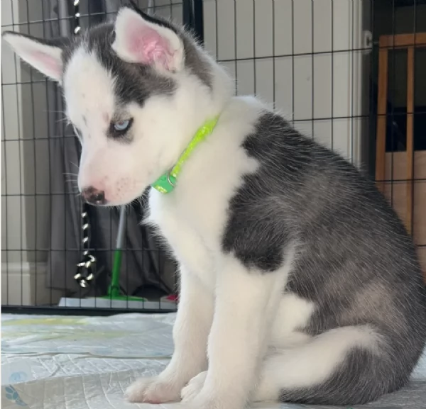 disponibili per ladozione cuccioli di Husky di alta qualitagrave | Foto 2