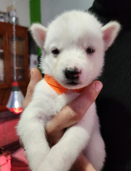 disponibili per ladozione cuccioli di Husky di alta qualitagrave | Foto 1