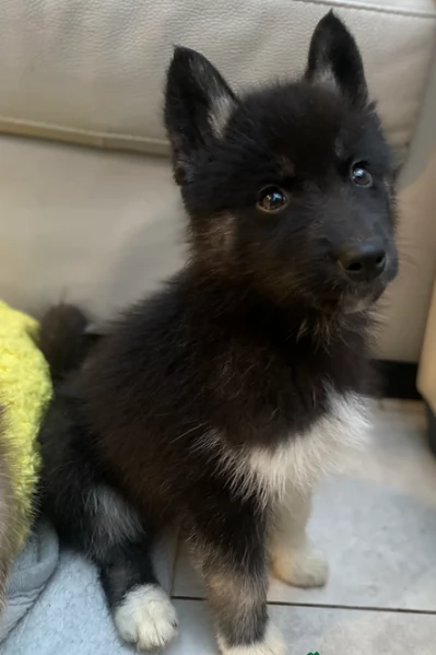 disponibili per ladozione cuccioli di Husky di alta qualitagrave | Foto 6