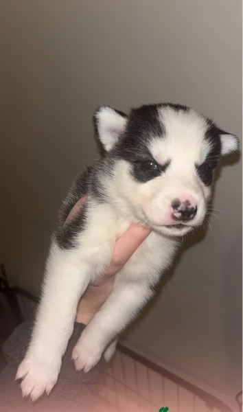 disponibili per ladozione cuccioli di Husky di alta qualitagrave | Foto 5