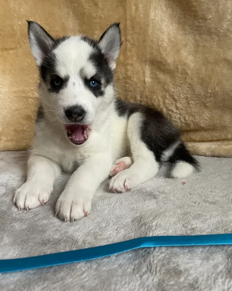 disponibili per ladozione cuccioli di Husky di alta qualitagrave | Foto 6