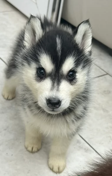 disponibili per ladozione cuccioli di Husky di alta qualitagrave | Foto 4