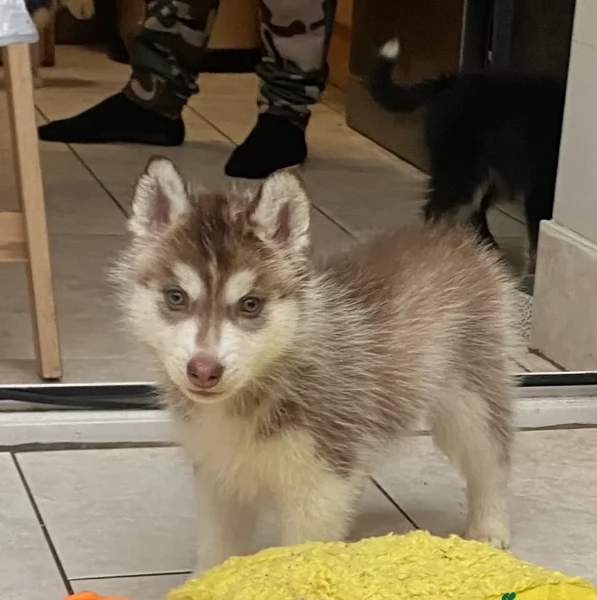 disponibili per ladozione cuccioli di Husky di alta qualitagrave | Foto 3