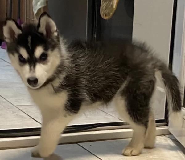 disponibili per ladozione cuccioli di Husky di alta qualitagrave | Foto 2