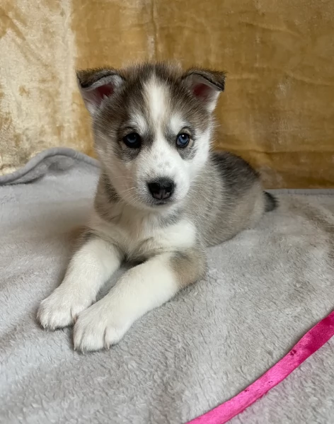 disponibili per ladozione cuccioli di Husky di alta qualitagrave | Foto 1