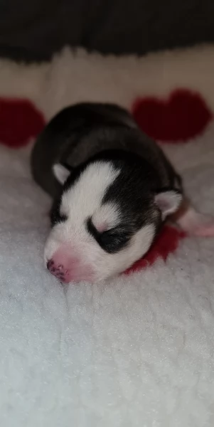 disponibili per ladozione cuccioli di Husky di alta qualitagrave | Foto 0