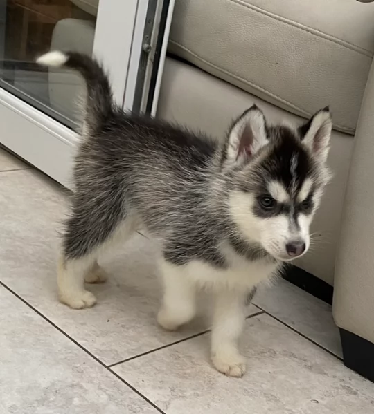 disponibili per ladozione cuccioli di Husky di alta qualitagrave | Foto 2