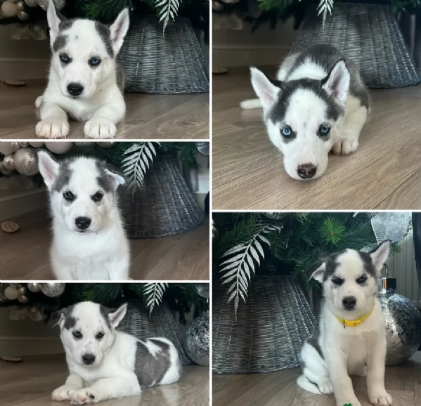 disponibili per ladozione cuccioli di Husky di alta qualitagrave | Foto 1