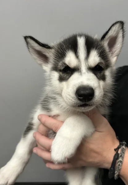 disponibili per ladozione cuccioli di Husky di alta qualitagrave | Foto 5