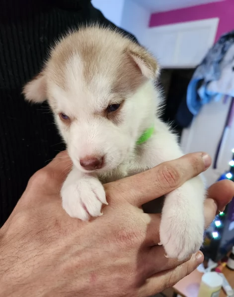disponibili per ladozione cuccioli di Husky di alta qualitagrave