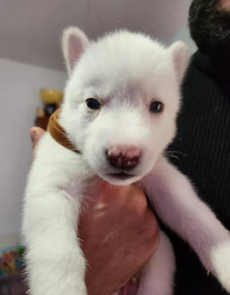 disponibili per ladozione cuccioli di Husky di alta qualitagrave | Foto 1