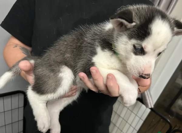 disponibili per ladozione cuccioli di Husky di alta qualitagrave | Foto 2
